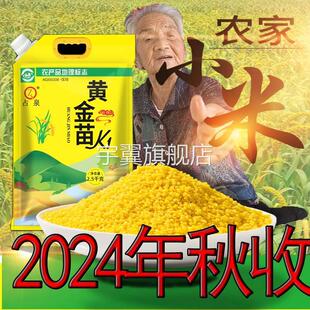占泉2024年秋收黄金苗K1小米看的见得品质辽宁朝阳建平袋装南瓜粥