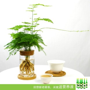 竹芋水培植物文竹吊兰绿萝办公室内阳台四季 好养水养绿植小盆栽