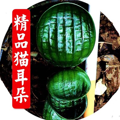 长春精品猫耳朵元宝微型短叶叶名贵君子兰钢板坑纹麻脸珍珠王小苗