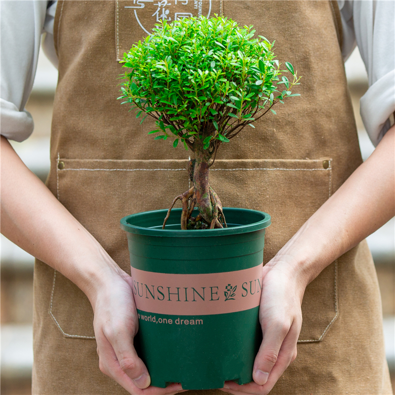 小叶赤楠盆栽提根造型盆景室内阳台室外庭院养植物桌面老桩绿植
