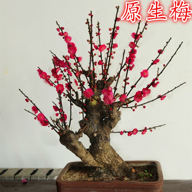 原生梅花盆景盆栽红梅老桩绿萼梅朱砂梅树桩带花苞发货一物一拍