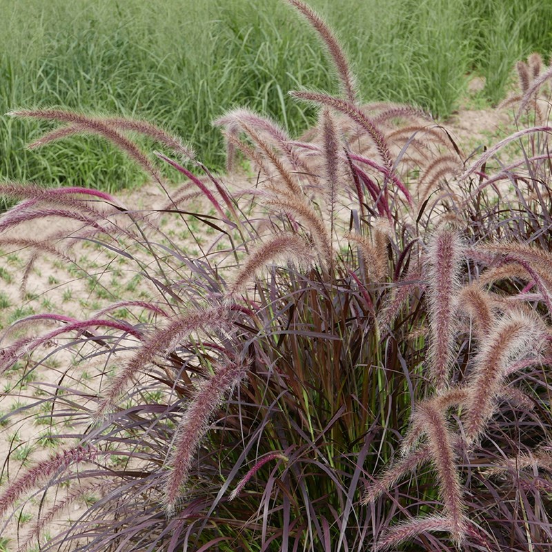 紫叶狼尾草大不尼狼尾草火焰狼尾草庭院观赏草多年生花境宿根植物