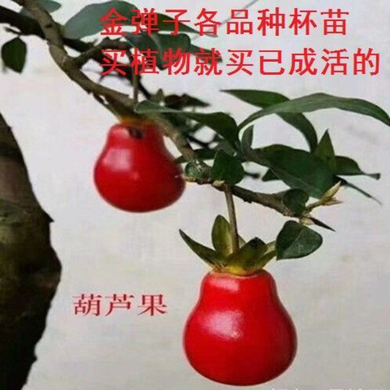 【带盆发货】四川金弹子小树苗盆栽公母开花结果品种练手熟桩盆景