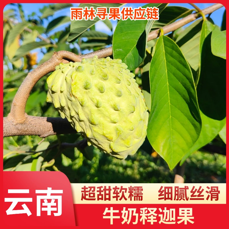 云南牛奶释迦果当季新鲜超甜