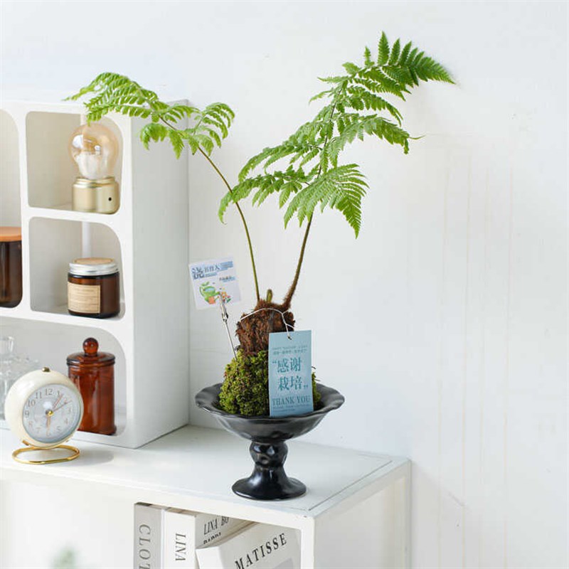 红磷蕨苔藓球室内水培绿植物盆栽教师节创意礼物送老师花束带贺卡