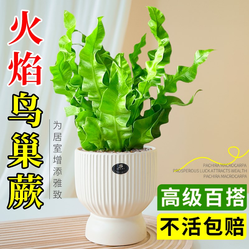 火焰鸟巢蕨绿植小盆栽蕨类植物造景花卉办公室内摆件造型四季常青