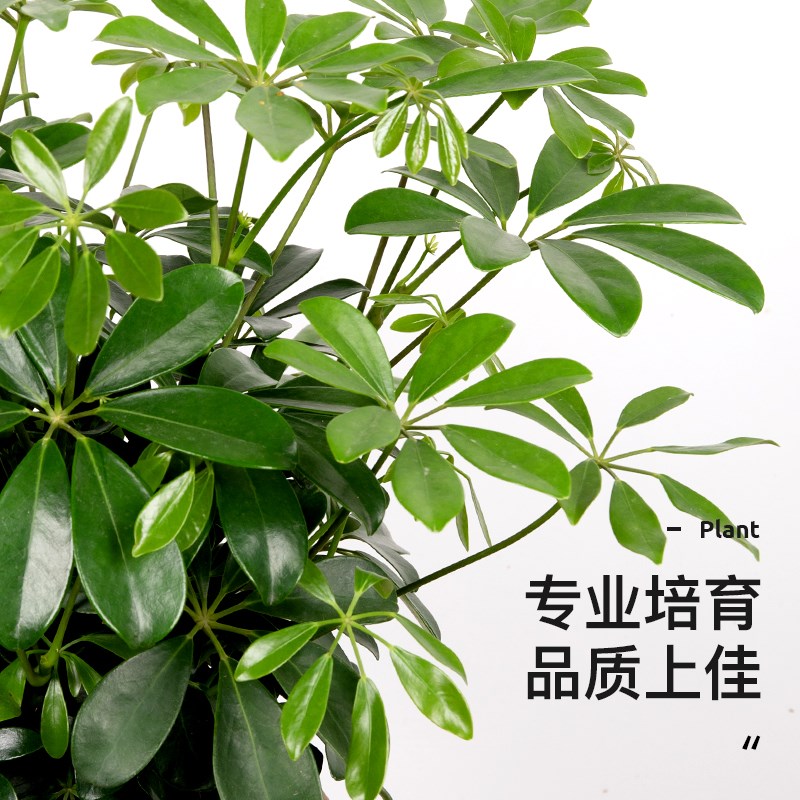 八方来财鸭脚木盆栽客厅办公室内招财绿植物花卉发财树苗四季常青