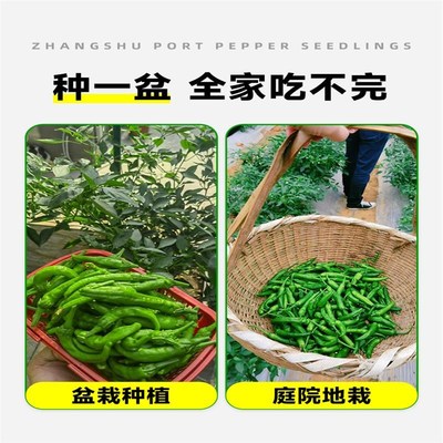 正宗樟树港辣椒苗秧苗湖南辣椒种籽子四季朝天椒辣椒种孑盆栽大全