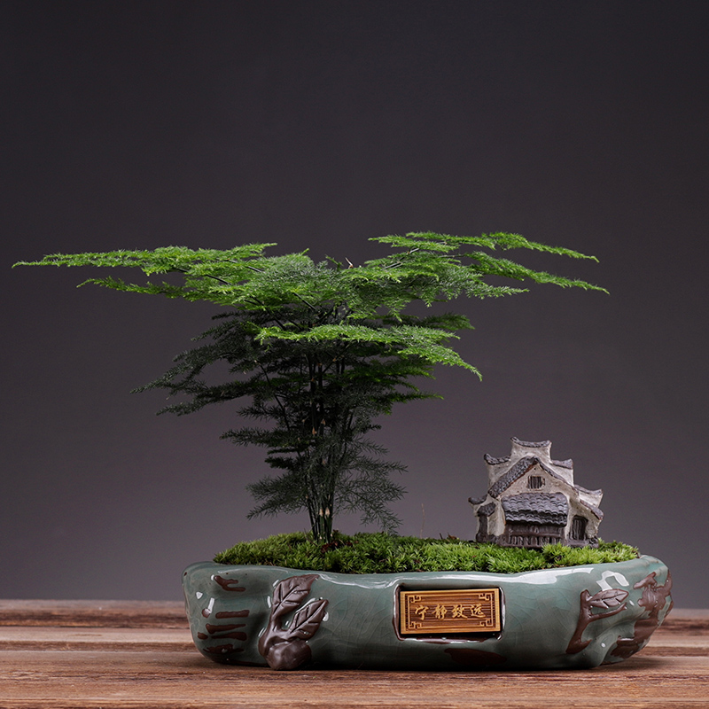 小叶紫檀盆景老桩绿植榕树植物树桩造型文竹盆栽室内办公桌面摆件