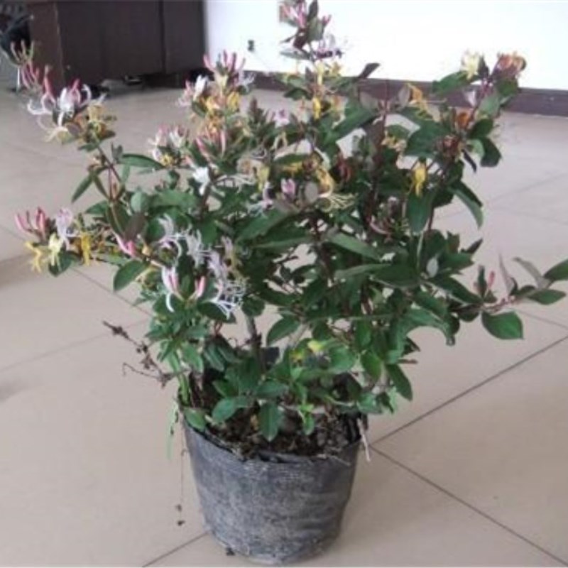 金银花苗木盆栽盆景树桩老桩花卉四季金银花苗木种植树苗忍冬爬藤