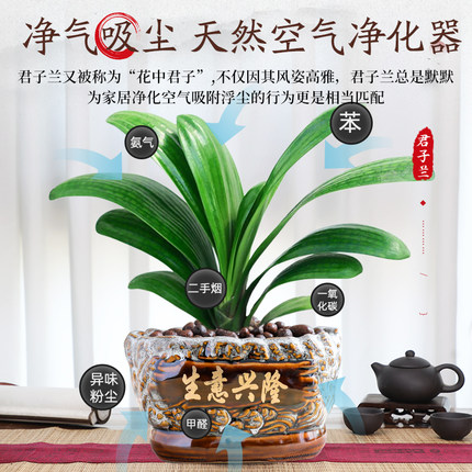 君子兰盆栽老苗带花苞四季常绿好养活多肉花卉易活净化绿植物室内