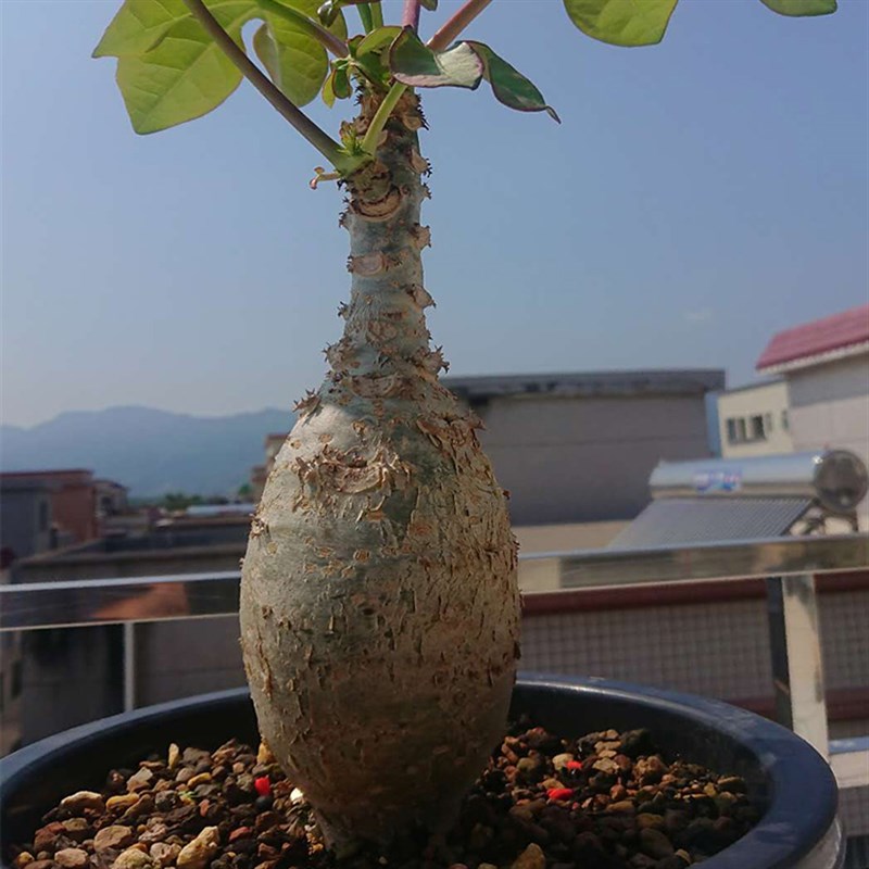 佛肚海棠块根植株珊瑚油桐多肉瓶子树四季开花阳台庭院盆栽花卉