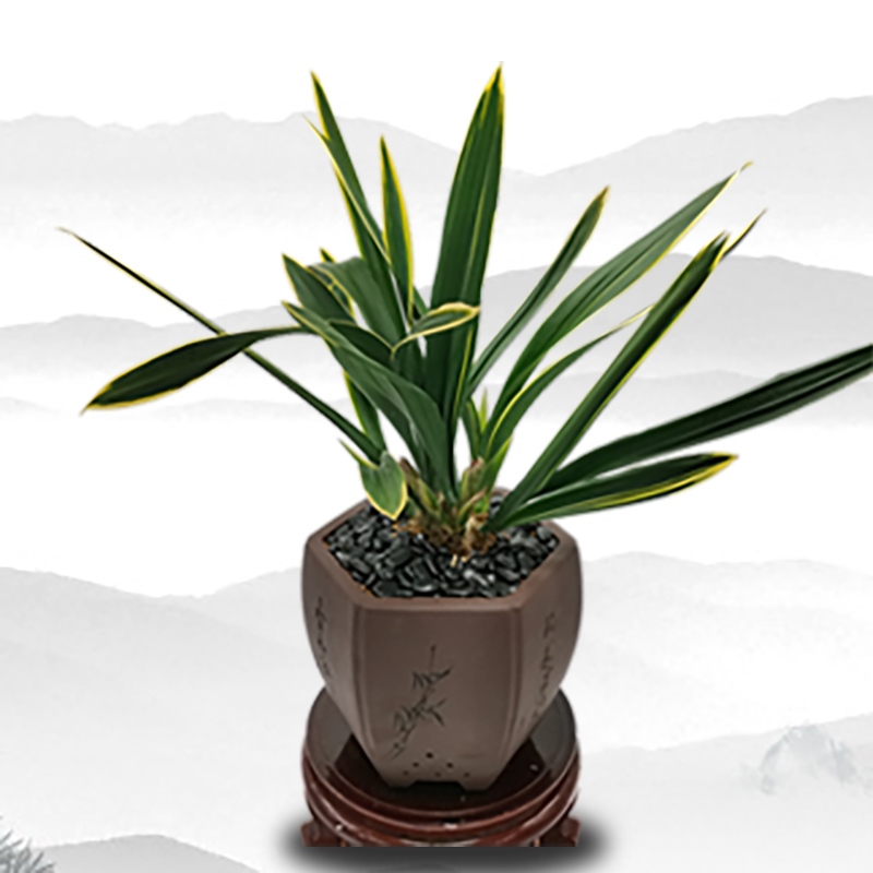 兰花苗墨兰东方红神荷瓣红花金边线艺矮种带花苞浓香绿植花卉盆栽