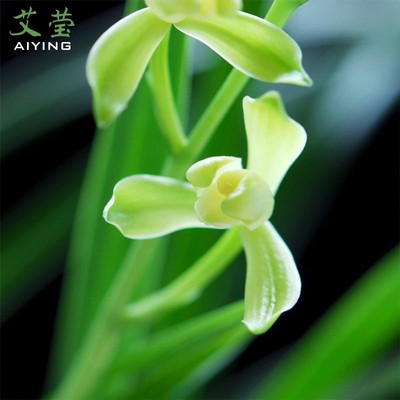 艾莹兰花苗 建兰梅型素心水仙瓣铁骨素梅 夏带花苞出售观花卉绿植