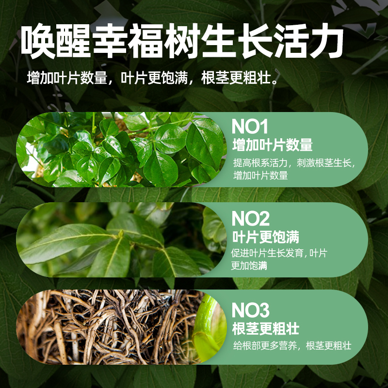 坤宁王幸福树专用营养液肥料专用肥治落叶掉叶子室内绿植养花花肥