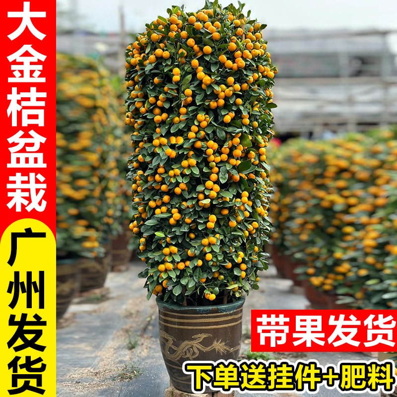 金桔树盆栽带果年桔可食用橘子果树室内客厅大型绿植四季好养盆景