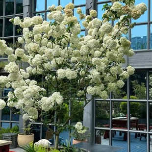 中华木绣球斗球花盆栽苗庭院树苗多年生木本树绣球花花苗花卉植物