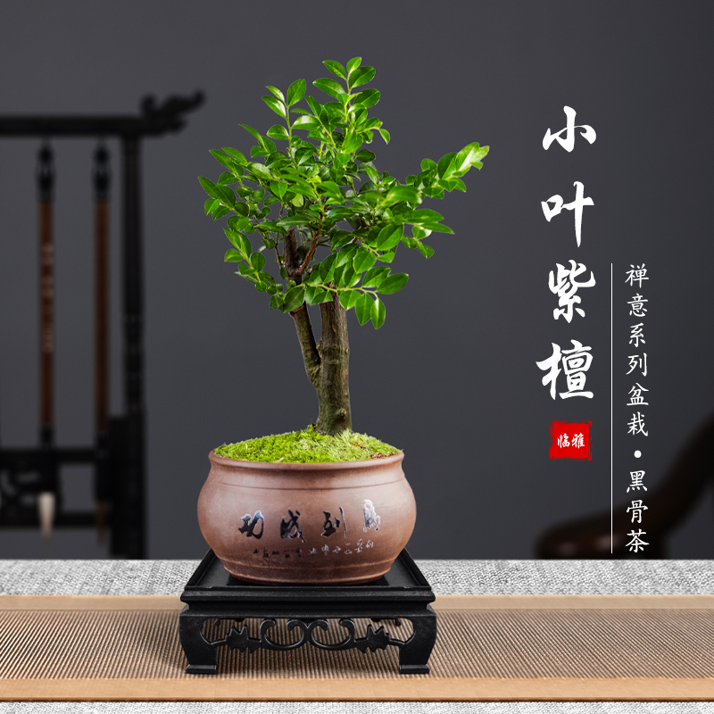 小叶紫檀盆景植物盆栽室内办公室茶桌面花卉树苗老桩四季好养摆件