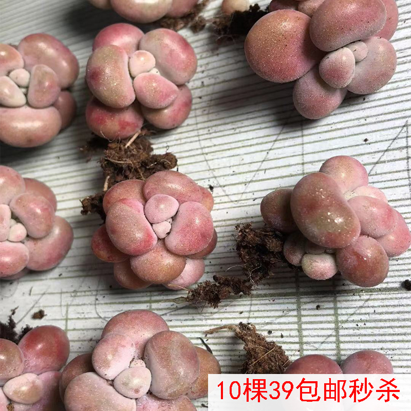 丸叶桃蛋多肉老桩 带杆正宗腰子蛋桃之桌面植物迷一物一拍包邮红