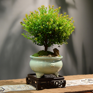 小叶赤楠盆栽室内办公室盆景好养四季常青茶桌精品绿植摆件礼物