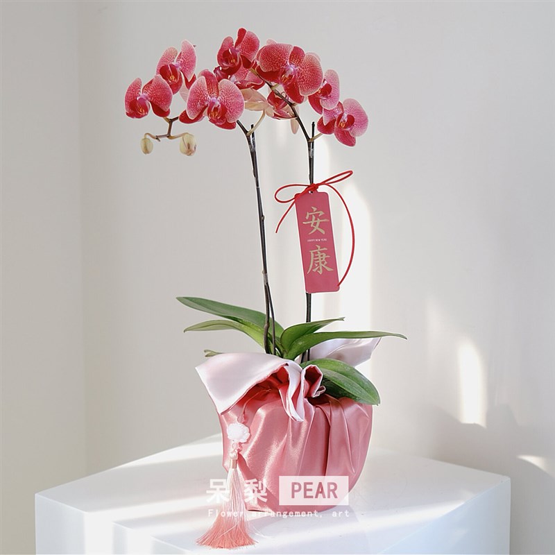 2025新款包装布套年宵花蝴蝶兰盆栽包布鲜花礼物装饰绸缎花艺资材