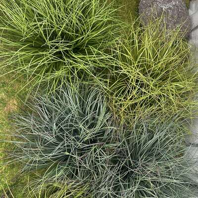 仿真草团蒲草地皮草狗尾芦苇草堆花室内庭院装扮假绿植软装苔藓