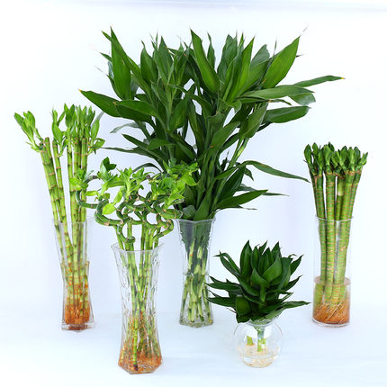 水养富贵竹水培植物转运竹龙竹弯竹水竹开运竹子盆栽室内带根绿植