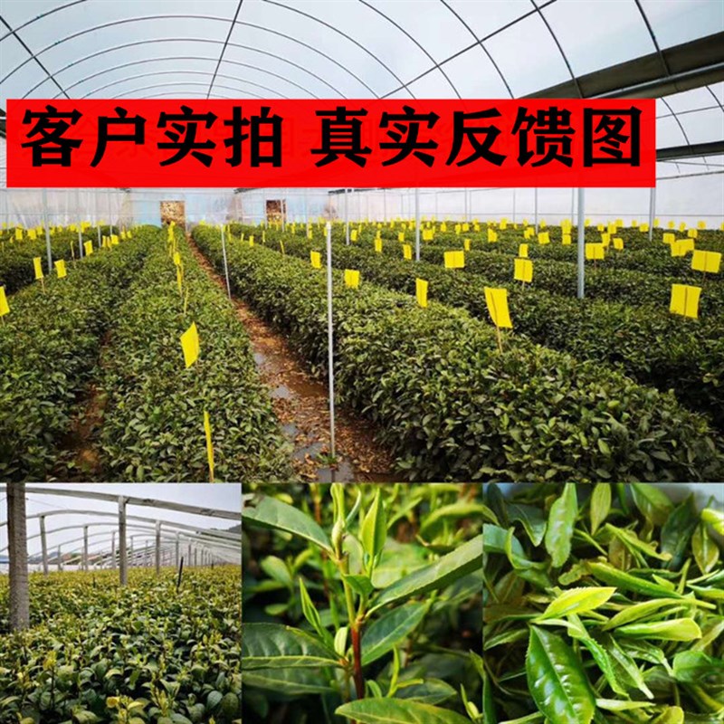 粘虫板黄板双面诱虫板黄色黏板蓝板蓟马灭小飞虫沾杀果蝇大棚果园