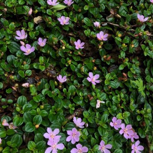 地稔子苗盆栽地栽广西野生地菍草果地梨可食用种植花泡酒农家