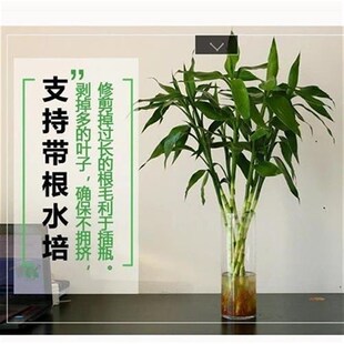 产地直销带老根水养富贵竹土栽植物招财I旺宅超大号有根竹子高品