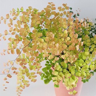 柔情铁线蕨 盆栽 生态雨林缸造景蕨类植物室内桌面耐阴