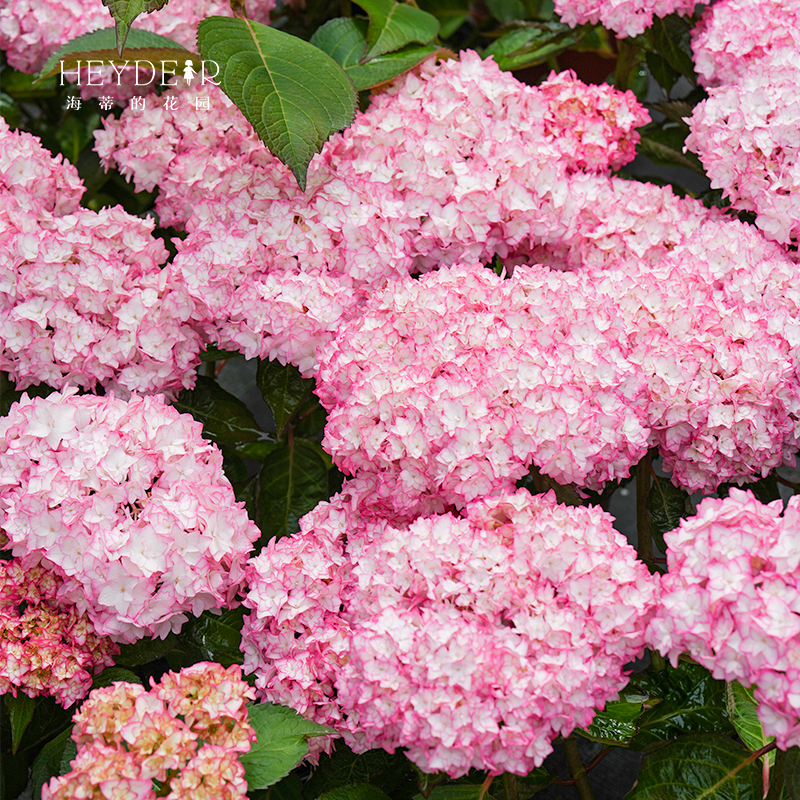 海蒂的花园绣球花苗恋物语大花重瓣阳台切花庭院耐阴好养花卉盆栽