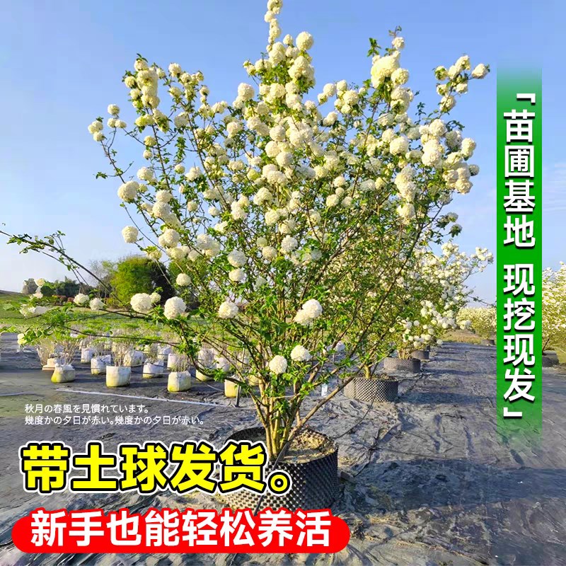 中华木绣球树苗室外地栽盆栽斗球花小苗庭院别墅木本老桩植物盆栽