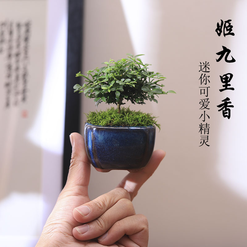 九里香迷你盆栽小型盆景可爱易活小叶微型植物花卉办公室桌面绿植