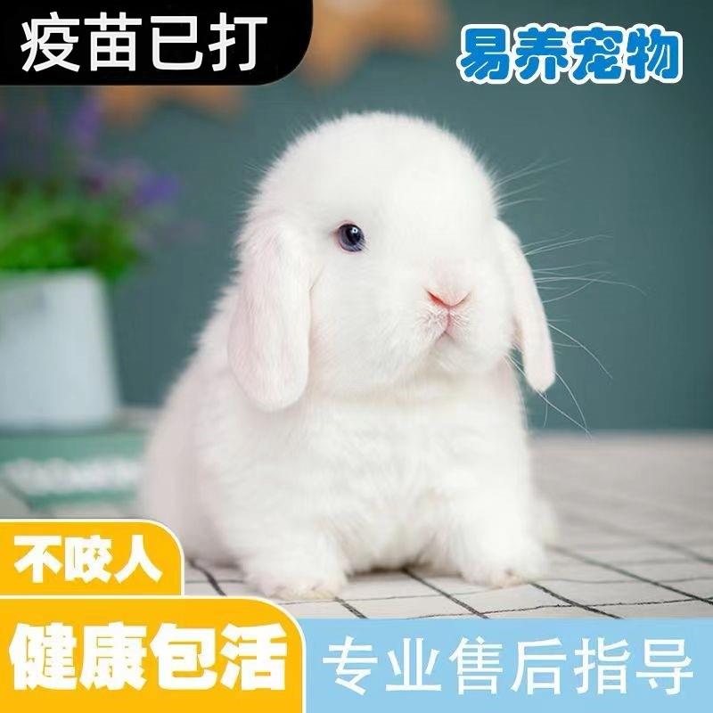 可爱小兔子长不大侏儒兔迷你垂耳兔网红小宠物茶杯兔荷兰兔活体兔