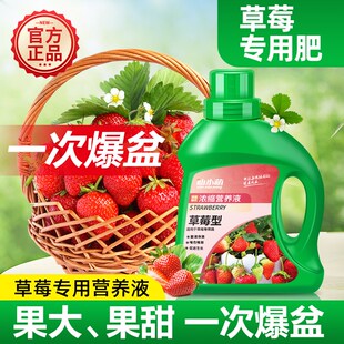 草莓肥料专用肥营养液家用室内盆栽肥水溶肥有机肥肥料种瓜果化肥