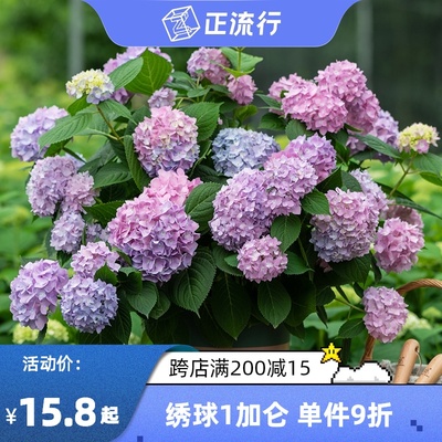 天狼月季绣球花苗大花万华镜无尽夏银河室外阳台易种庭院花卉盆栽