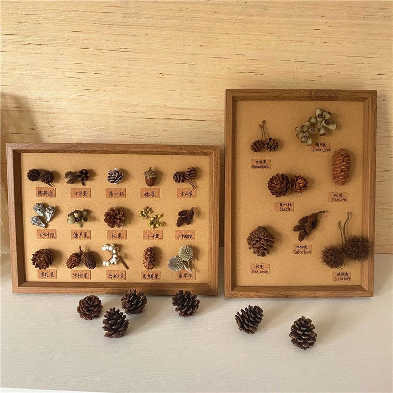 标本立体松果装饰画创意diy干花干果相框墙面森R系摆件桌天然植物图片