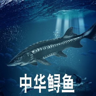 儿童海洋鱼类礼具中华鲟模海鲟鱼深海古H生物型底仿真动物摆件玩