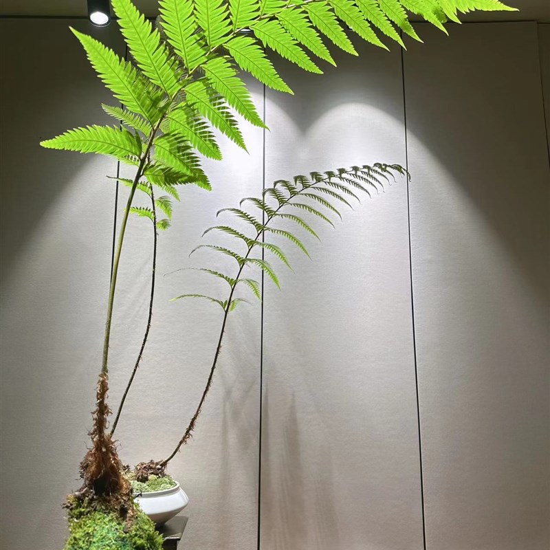 凤尾蕨苔玉苔藓球蕨类盆景网红一叶蕨室内耐阴