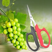 台湾佐川田不锈钢翘头直头葡萄园艺修果剪稀果剪采果剪蔬果剪葡萄