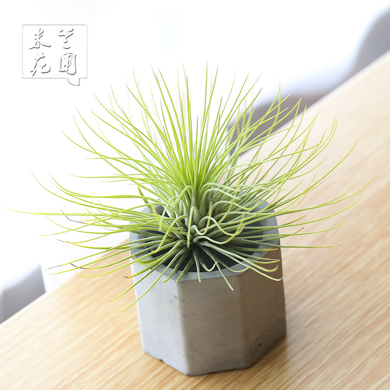 空气凤梨植物 宝石小号 绿植花草