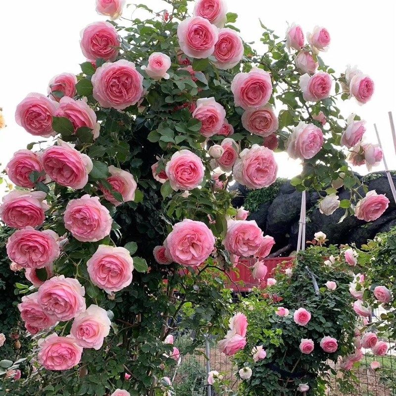 藤本月季花苗大花浓香庭院栅栏爬藤植物围墙攀藤开花爬墙拱门花卉,鲜花速递/花卉仿真/绿植园艺,月季/蔷薇/玫瑰,淘宝优惠券,粉丝福利购,淘宝优惠卷