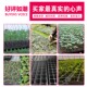 育苗盘穴盘多肉蔬菜草莓芽菜盘平盘加厚苗木播种育苗盆菜苗育苗盆