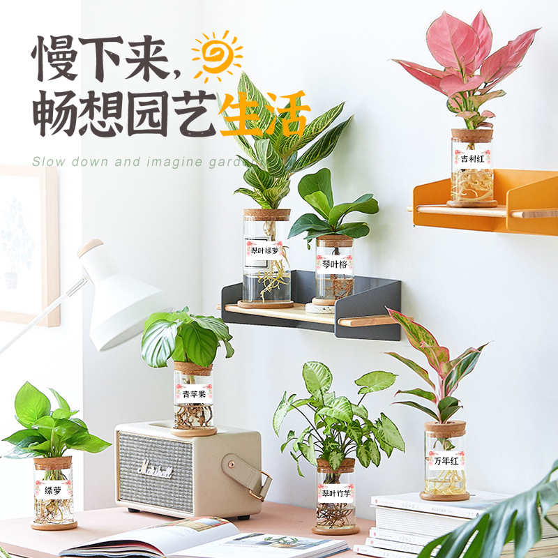 精臣D11/D61标签打印纸园艺花卉绿植盆栽多肉名字标签纸分类贴纸