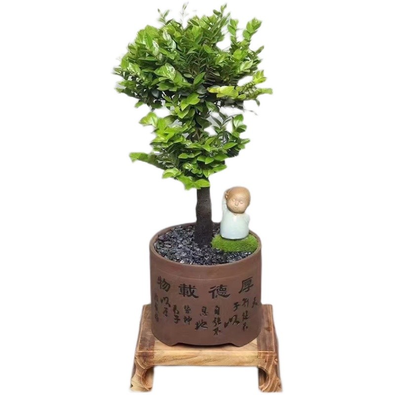 老桩小叶紫檀盆景树桩黑骨茶盆栽办公室内植物四季常青耐寒绿植苗
