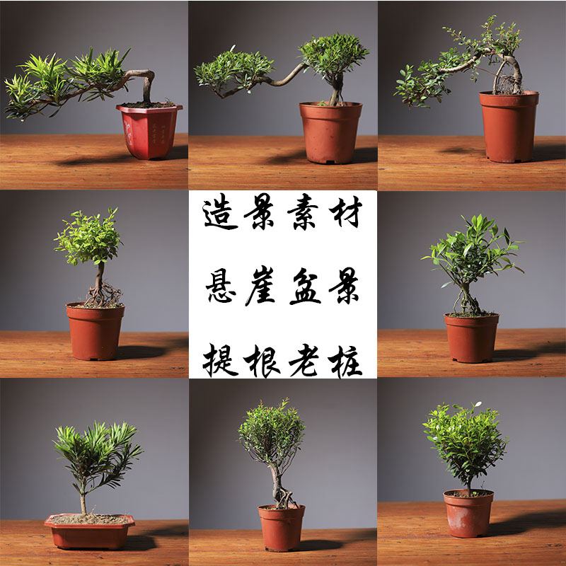 小盆栽绿植悬崖提根老桩盆景赤楠六月雪罗汉松清香木雀梅榆树