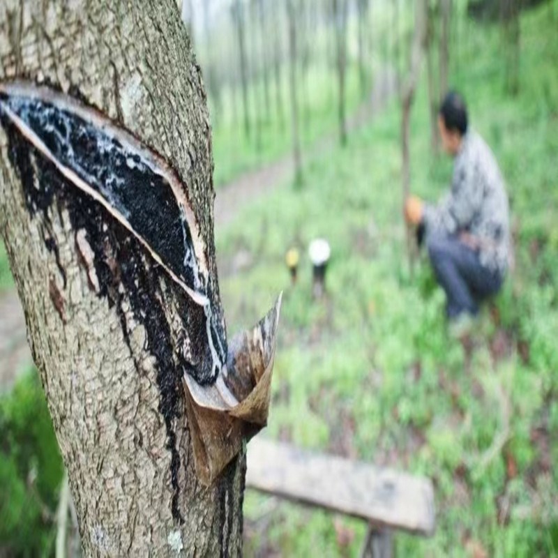 农村棺材棺木寿木寿材天然生漆熟漆土漆大漆山漆国漆面漆套装
