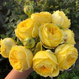 香草卡特琳娜 超新品切花玫瑰花苗M盆栽阳台月季切花苗