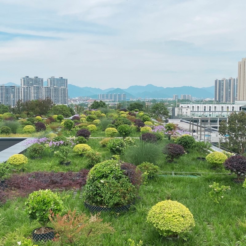 楼顶景观绿化花境设计p花园造景工程屋顶隔热耐寒耐旱植物花卉盆